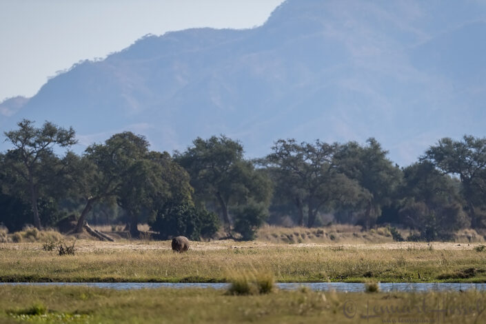 140714 Hippo in habitat Hippo in habitat Mana Pools National Park 2014