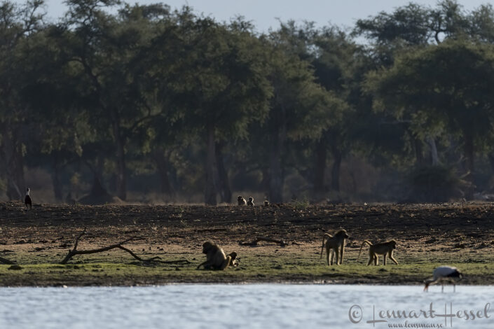 140714 Mana Pools habitat Mana Pools National Park habitat