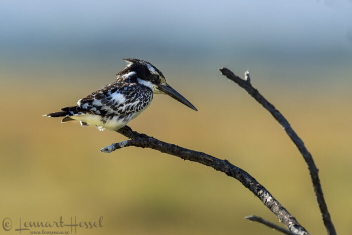 140714 Pied Kingfisher Pied Kingfisher Mana Pools National Park 2014
