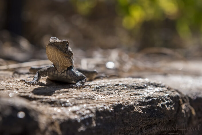 140714 Rock Agama Rock Agama Mana Pools National Park, Zimbabwe