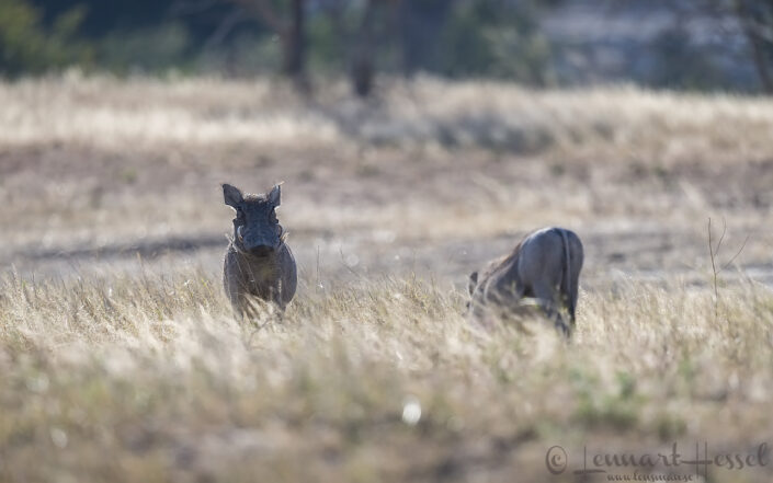 140714 Warthogs Warthogs Mana Pools National Park, Zimbabwe