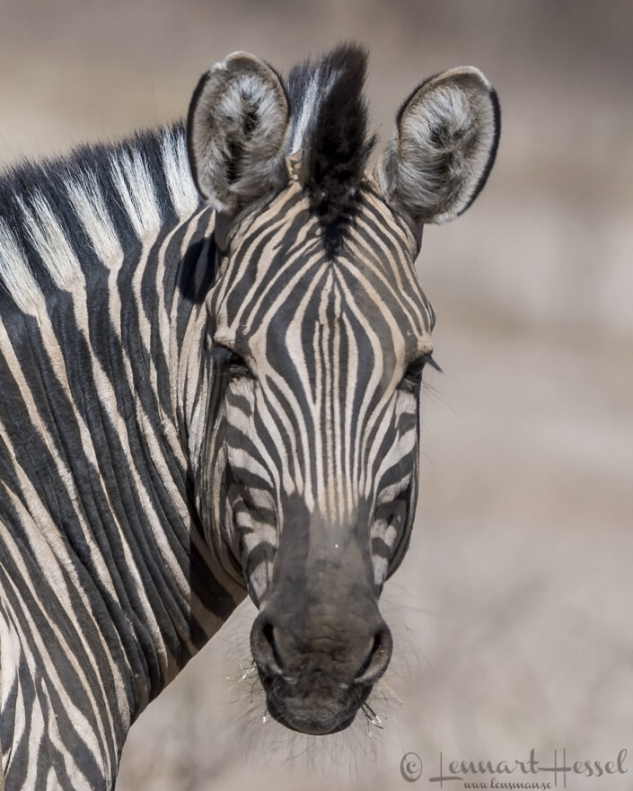 140714 Zebra Zebra Mana Pools National Park, Zimbabwe