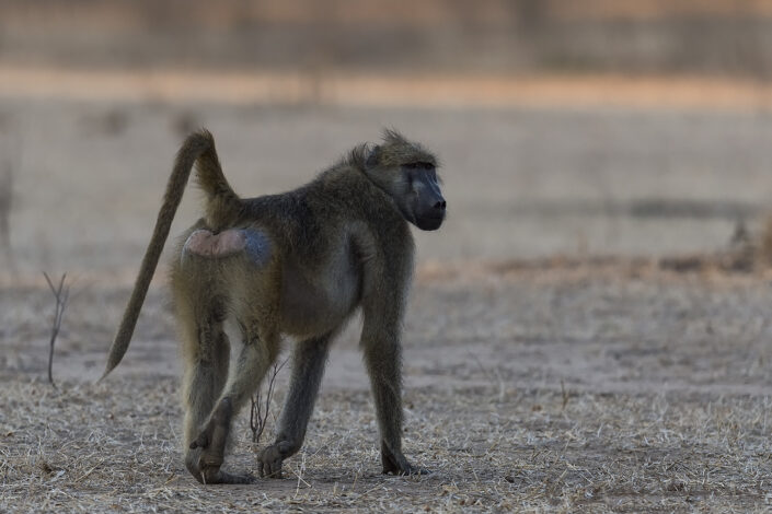 140715 Chacma Baboon male Male Chacma Babbon giants Mana Pools National Park, Zimbabwe