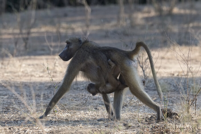 140715 Chacma Baboon with baby Chacma Baboon with baby giants Mana Pools National Park, Zimbabwe