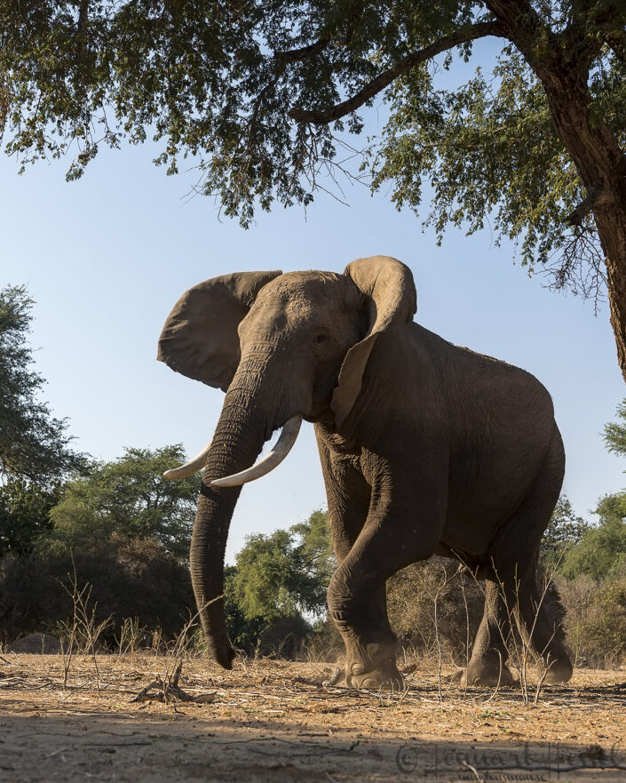 140715 Elephant charge Elephant mock charge giants Mana Pools National Park, Zimbabwe