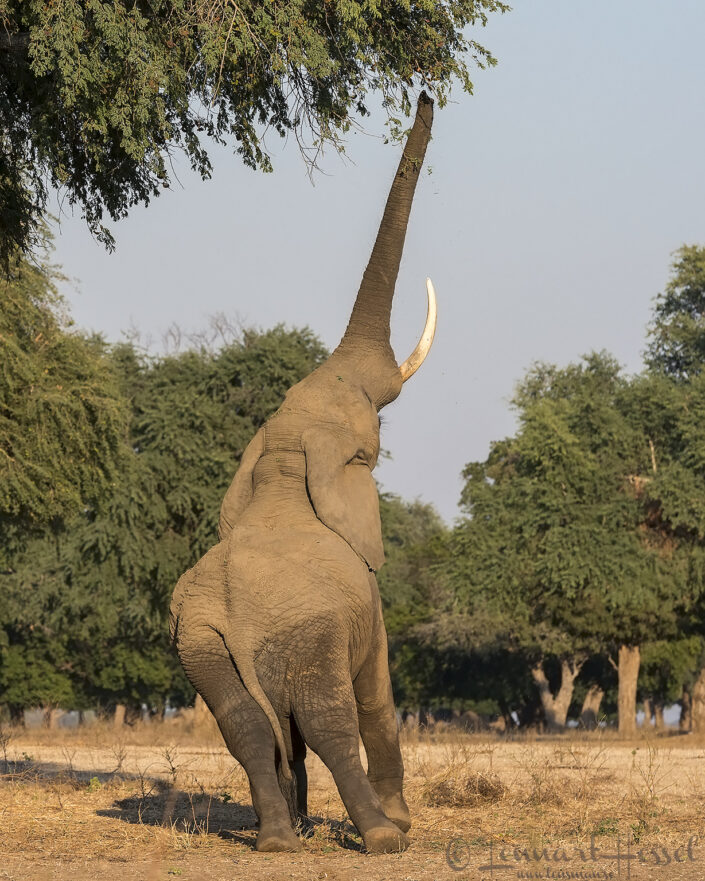 140715 Elephant reaches Elephant reaches giants Mana Pools National Park, Zimbabwe