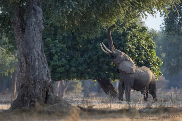 140715 Elephant reaching Elephant reaching giants Mana Pools National Park, Zimbabwe