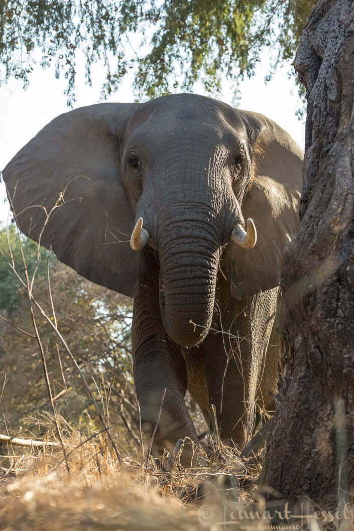 140715 Elephant up close Elephant up close giants Mana Pools National Park, Zimbabwe