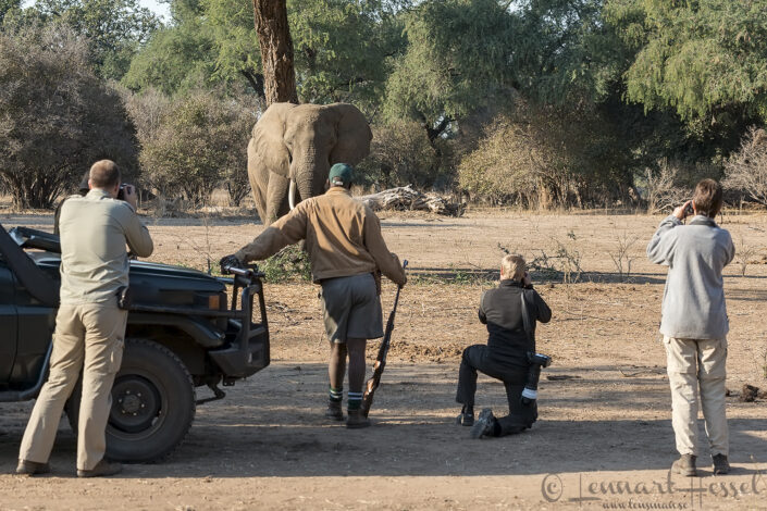 140715 Elephant workshop giants Mana Pools National Park, Zimbabwe