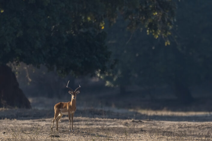 140715 Impala Impala giants Mana Pools National Park, Zimbabwe