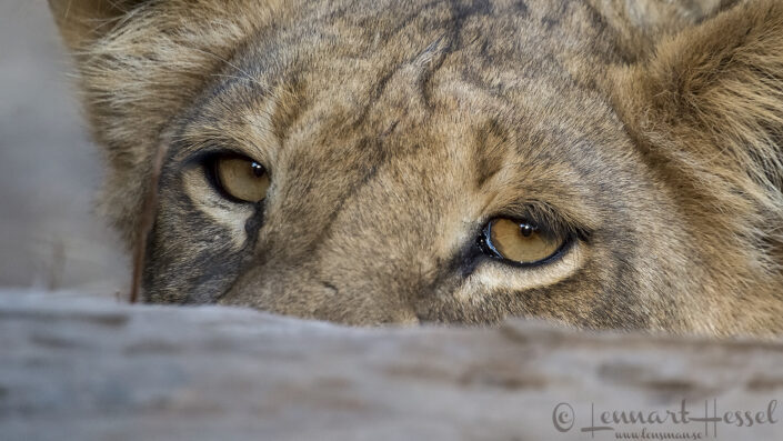 140715 Lion shy Shy Lion giants Mana Pools National Park, Zimbabwe