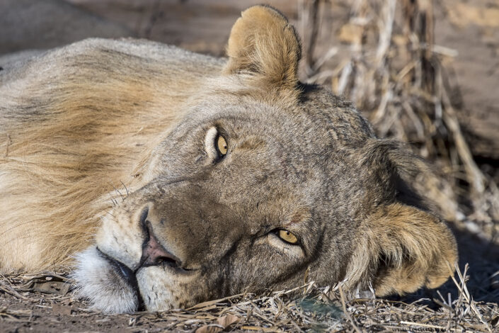 140715 Lion sleepy Sleepy lion giants Mana Pools National Park, Zimbabwe