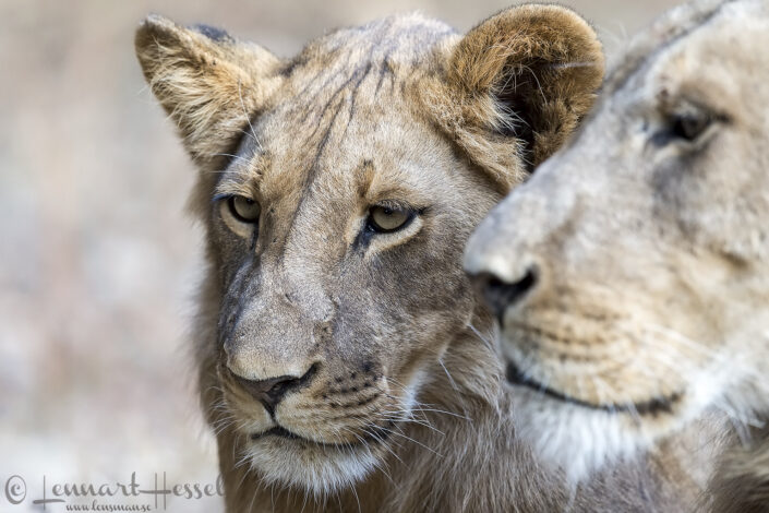 140715 Lions Lions giants Mana Pools National Park, Zimbabwe