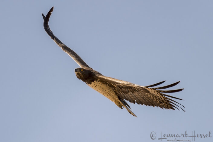 140715 Martial Eagle Martial Eagle giants Mana Pools National Park, Zimbabwe