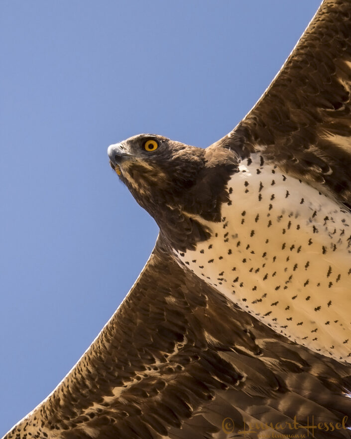 140715 Martial Eagle closeup Martial Eagle giants Mana Pools National Park, Zimbabwe
