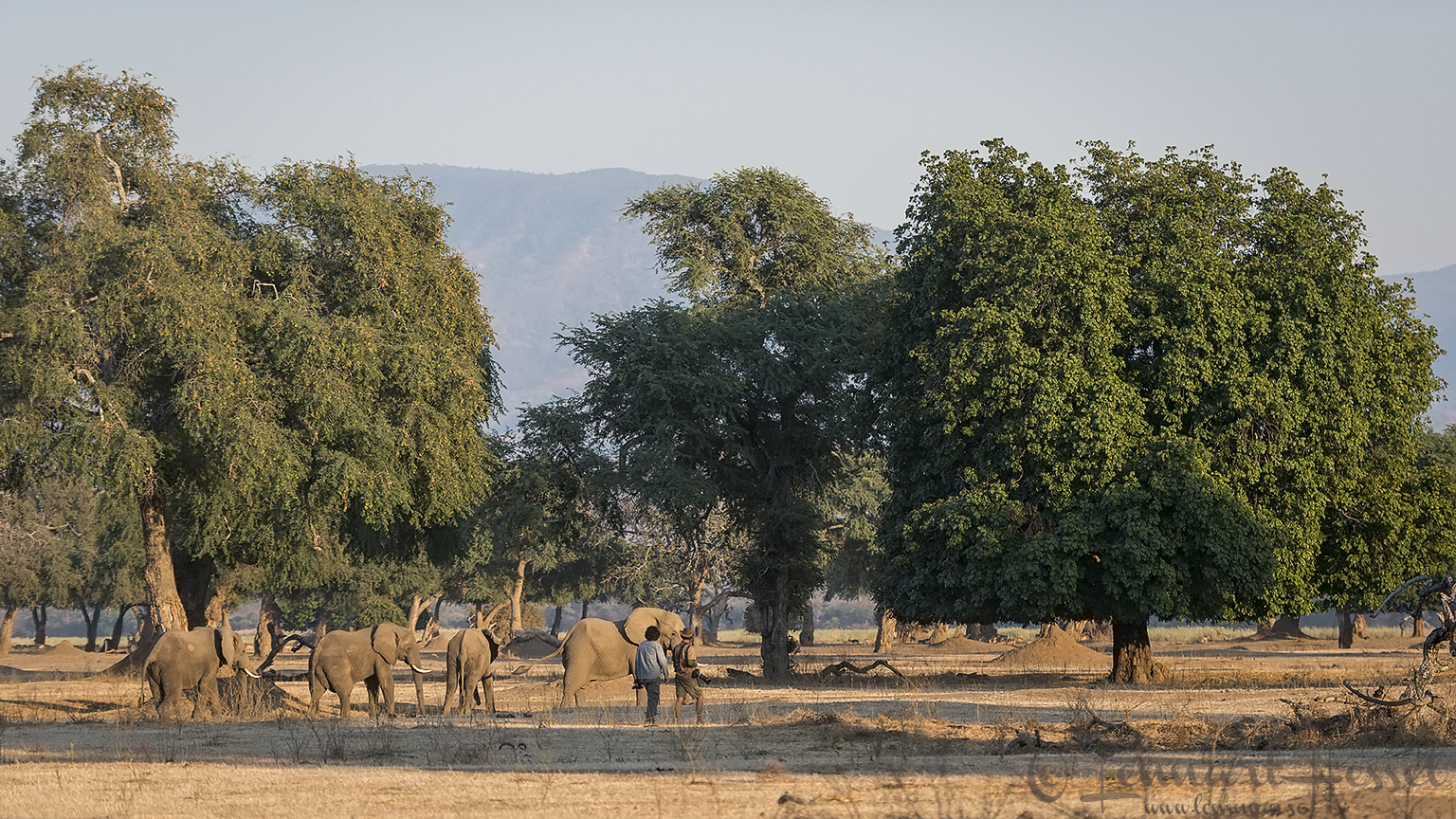 Walking with Elephants giants Mana Pools National Park, Zimbabwe