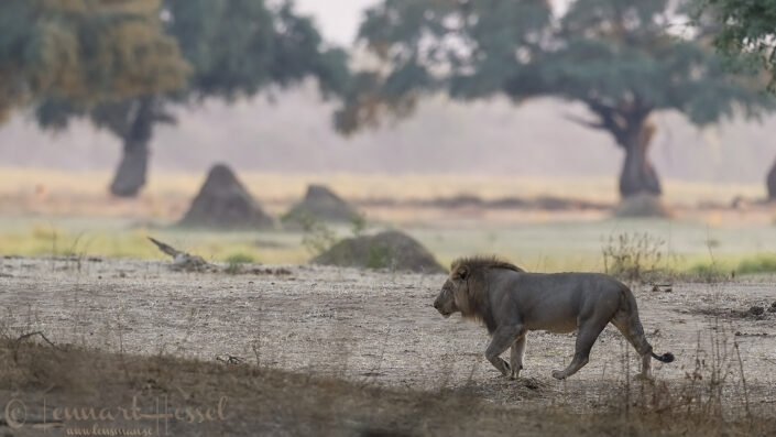 Male Lions in Mana Pools National Park, Zimbabwe