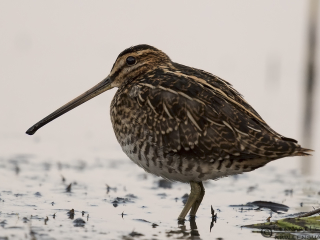 140920 Common Snipe Common Snipe iso