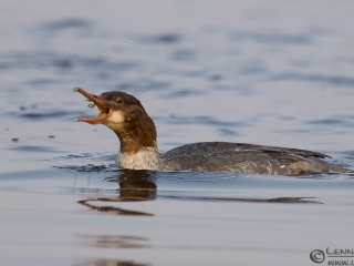 140920 Goosander Goosander ISO