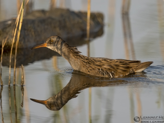 140920 Water Rail Water Rail iso