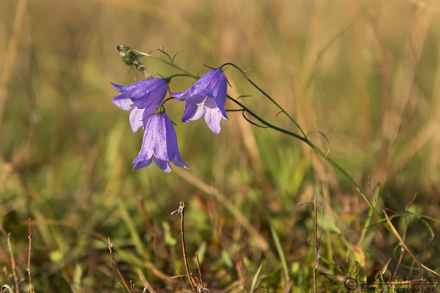 140927 Dew on Harebells Dew on Harebells Scania