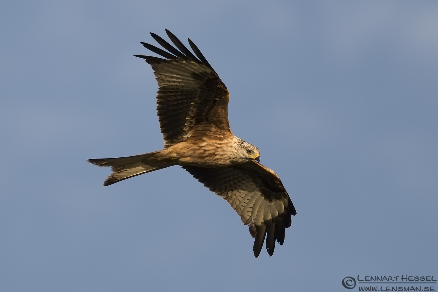 140928 Red Kite Red Kite Scania