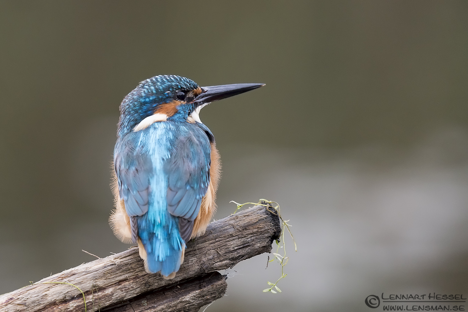 140929 Common Kingfisher side Common Kingfisher Scania