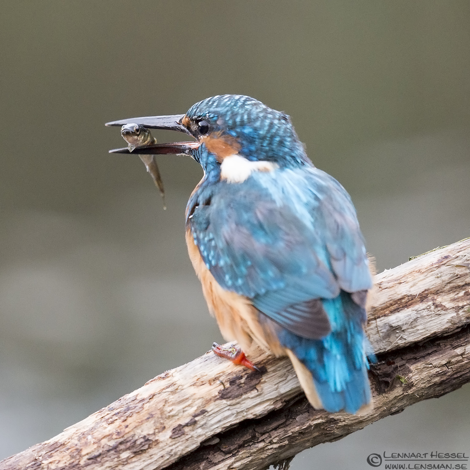 140929 Common Kingfisher with fish Common Kingfisher Scania