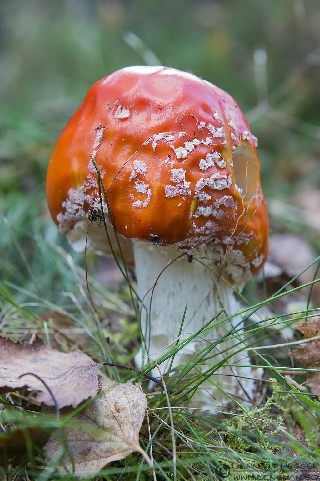 140929 Fly agaric Fly agaric Scania