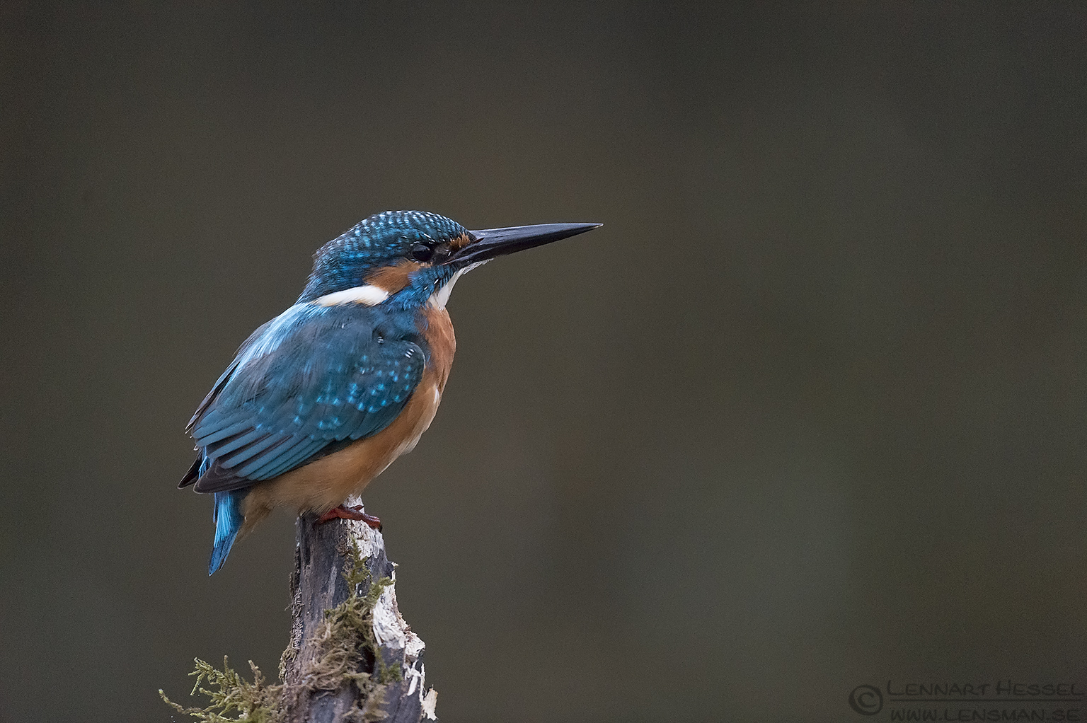 140930 Common Kingfisher High Iso Common Kingfisher Scania