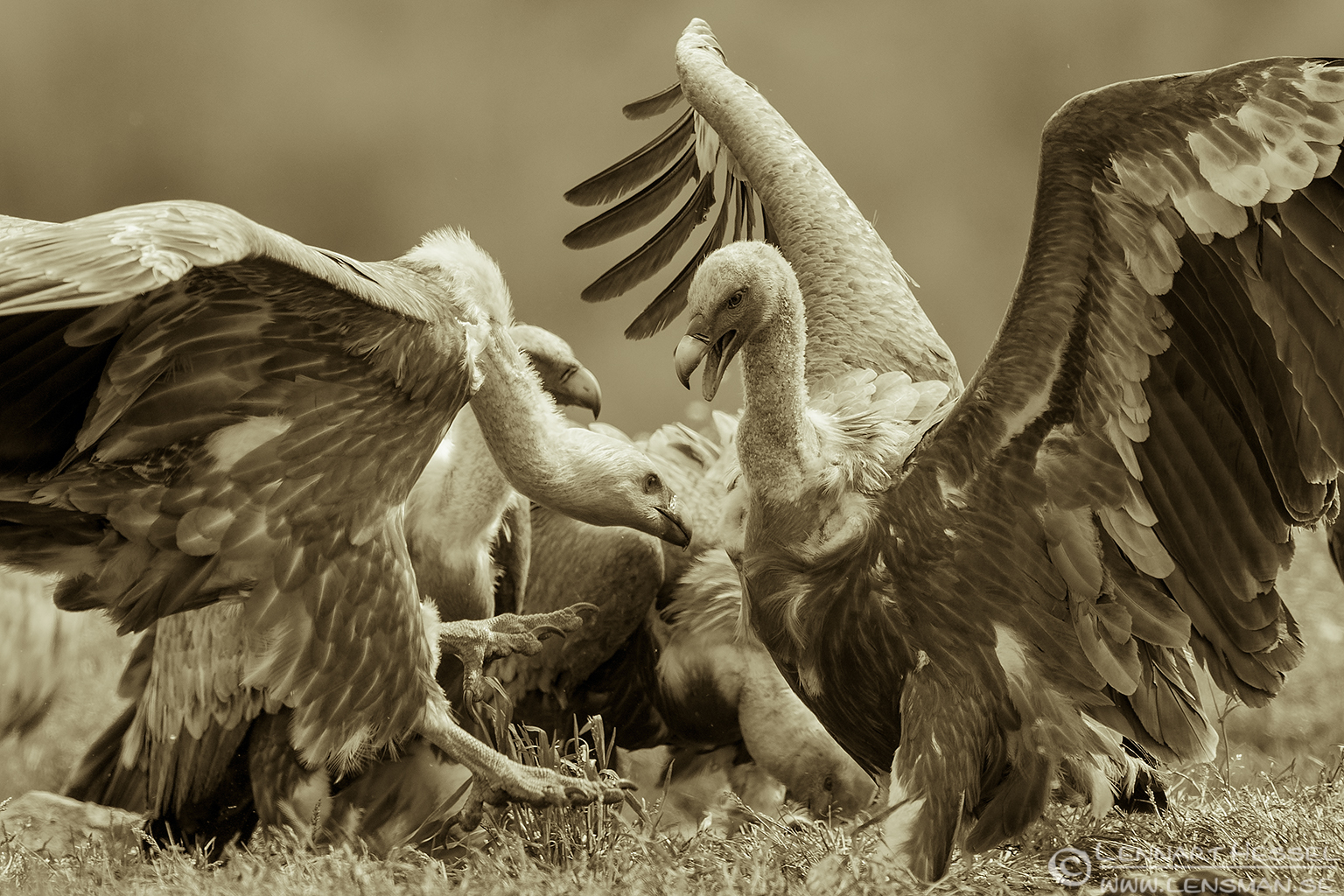 Griffon Vultures sepia Bulgaria