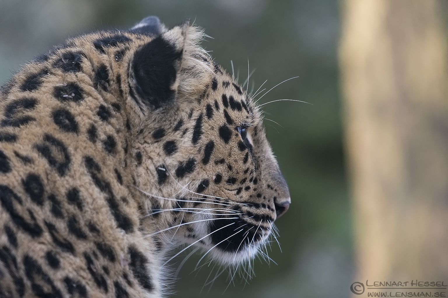 141226 Amur leopard Amur leopard at Nordens Ark