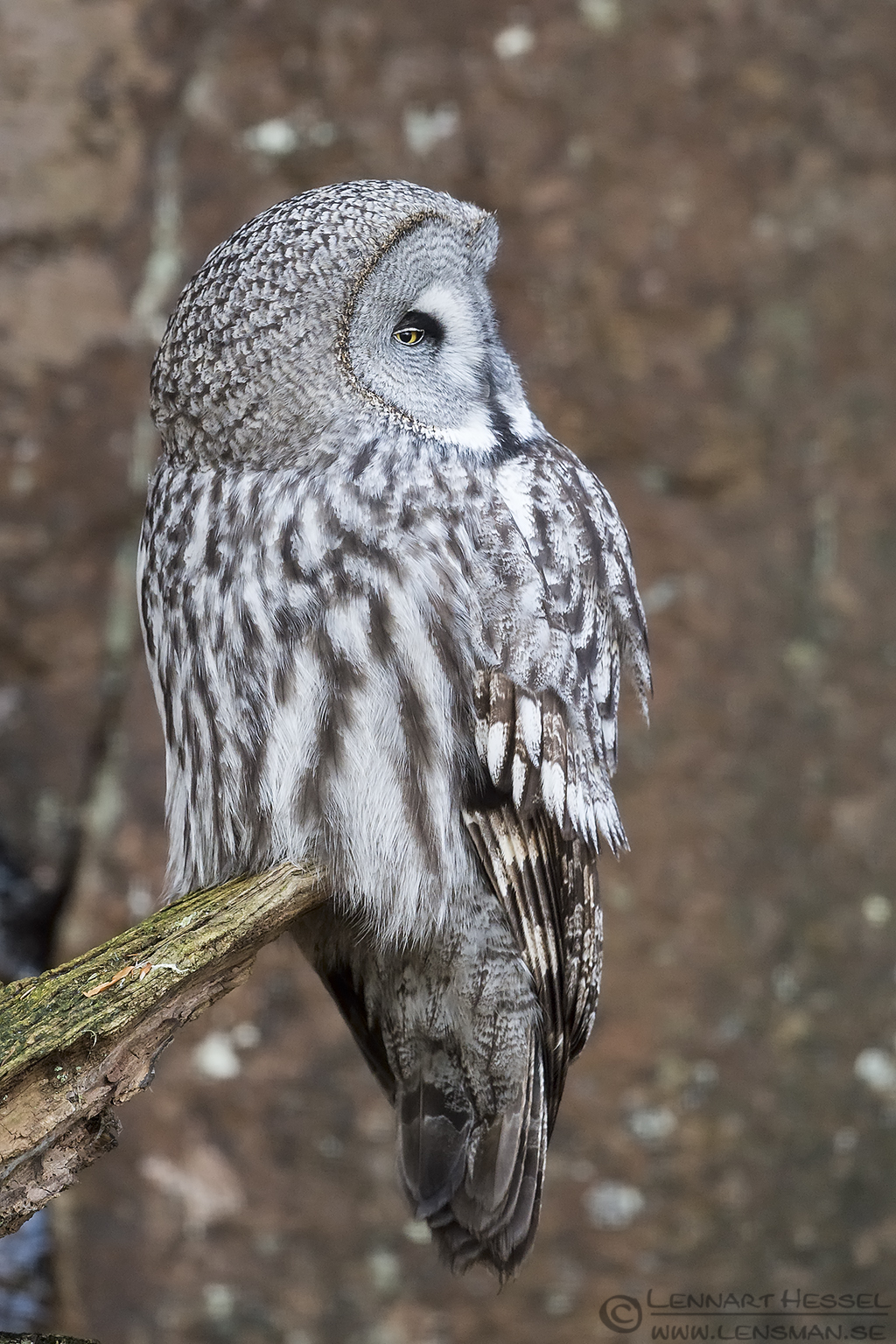 141226 Great grey owl Great grey owl at Nordens Ark