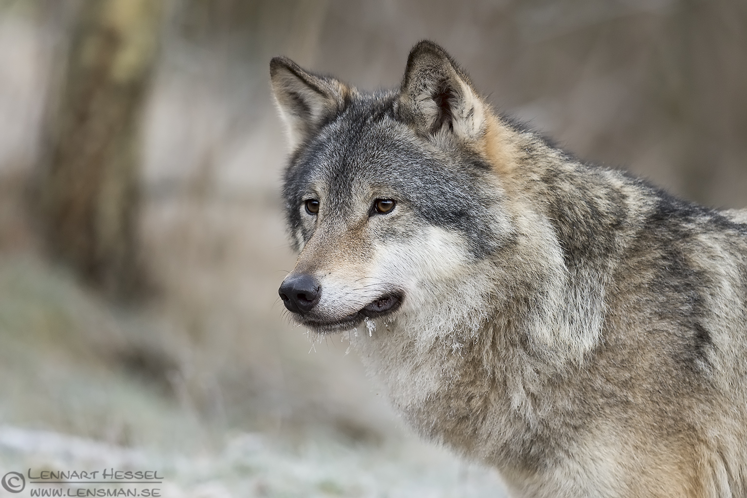 141226 Grey wolf Grey wolf at Nordens Ark