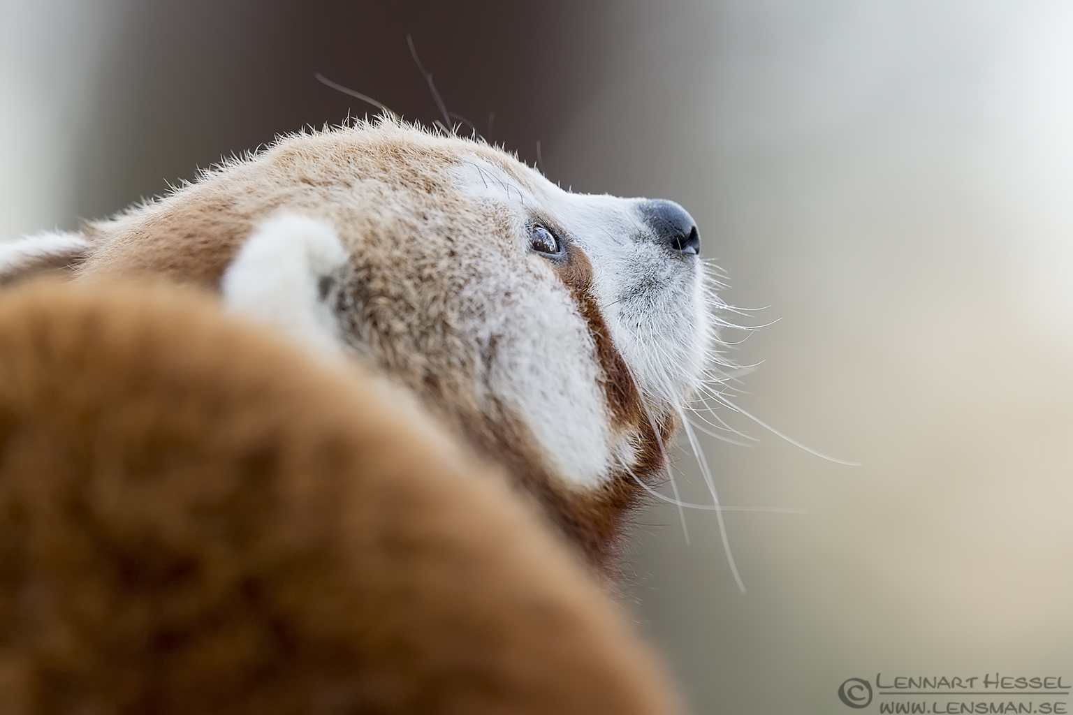 141226 Red panda Red panda at Nordens Ark
