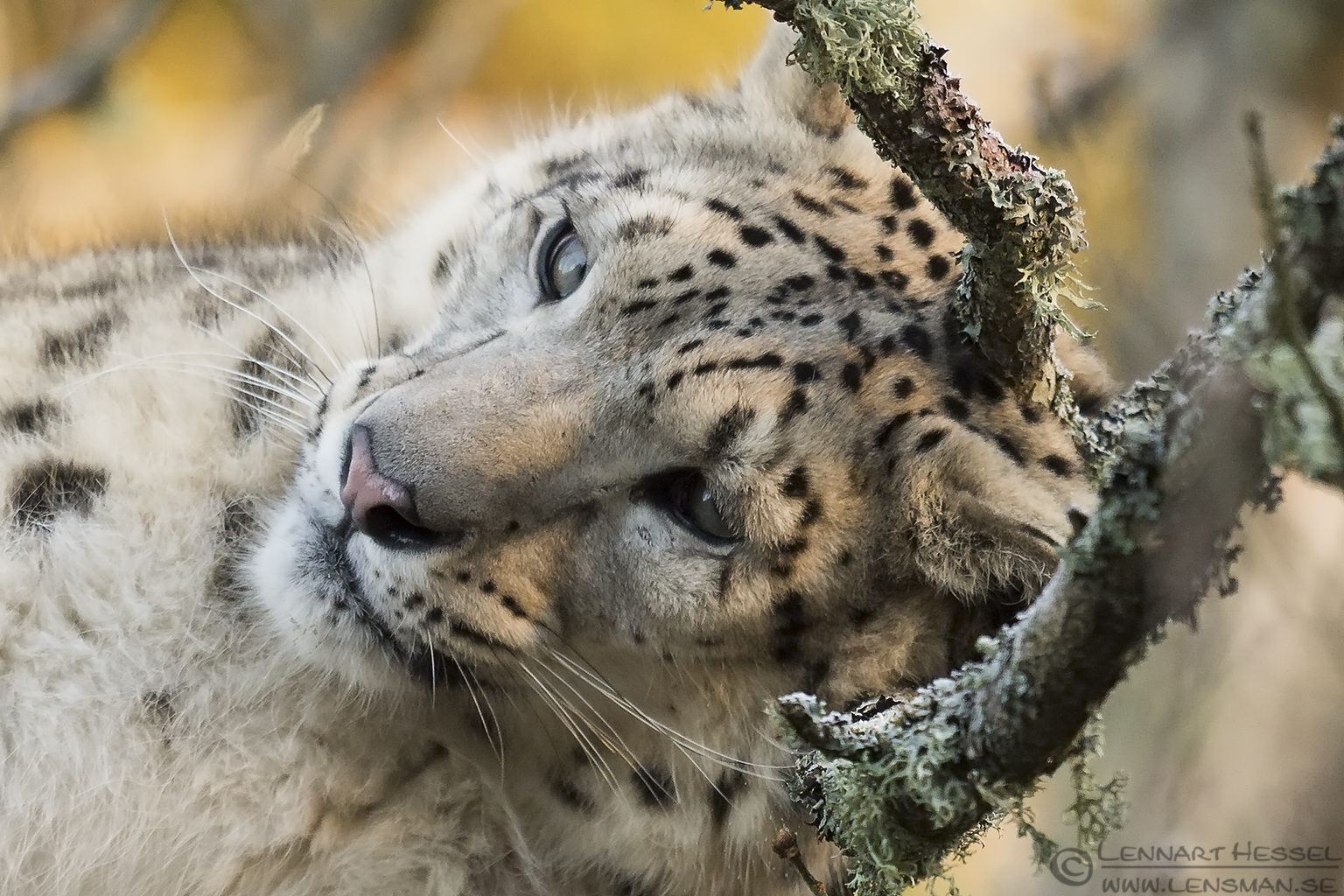 141226 Snow Leopard scratching Snow leopard at Nordens Ark