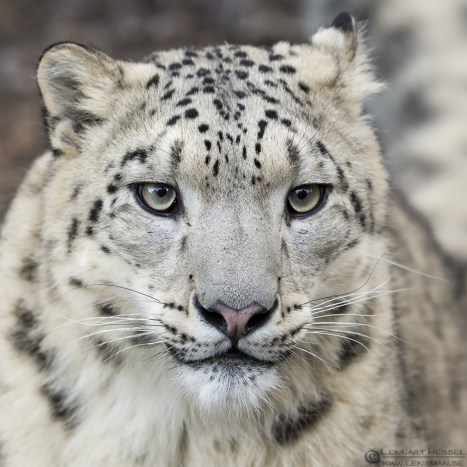 141226 Snow Leopard Snow leopard at Nordens Ark