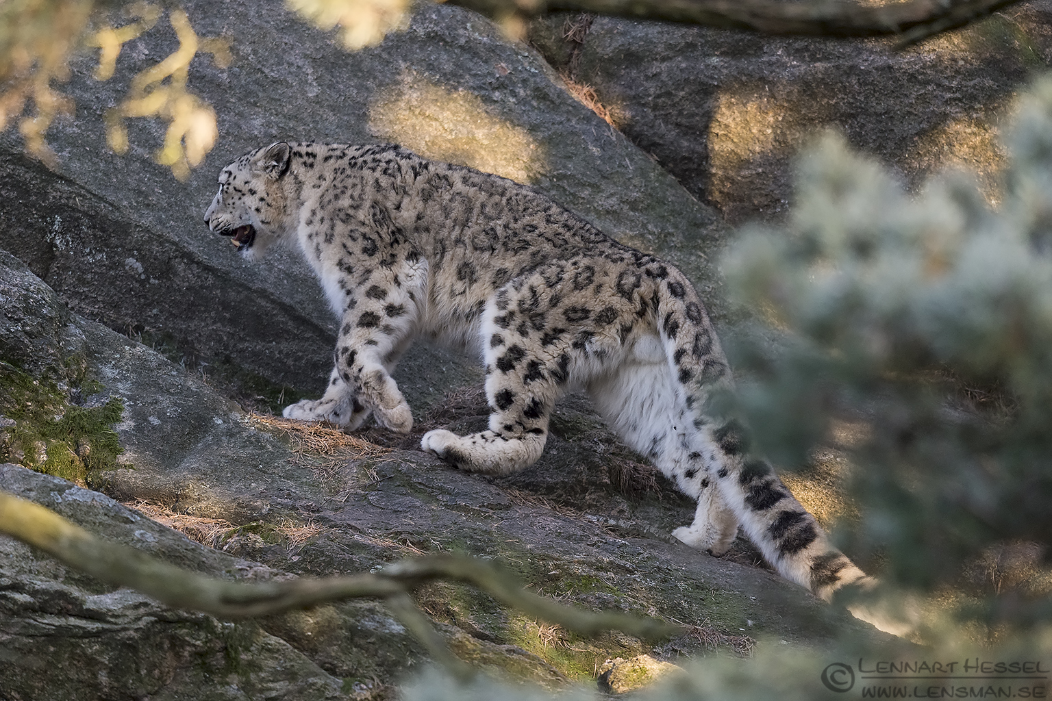 141226 Snow leopard upwards Snow leopard at Nordens Ark