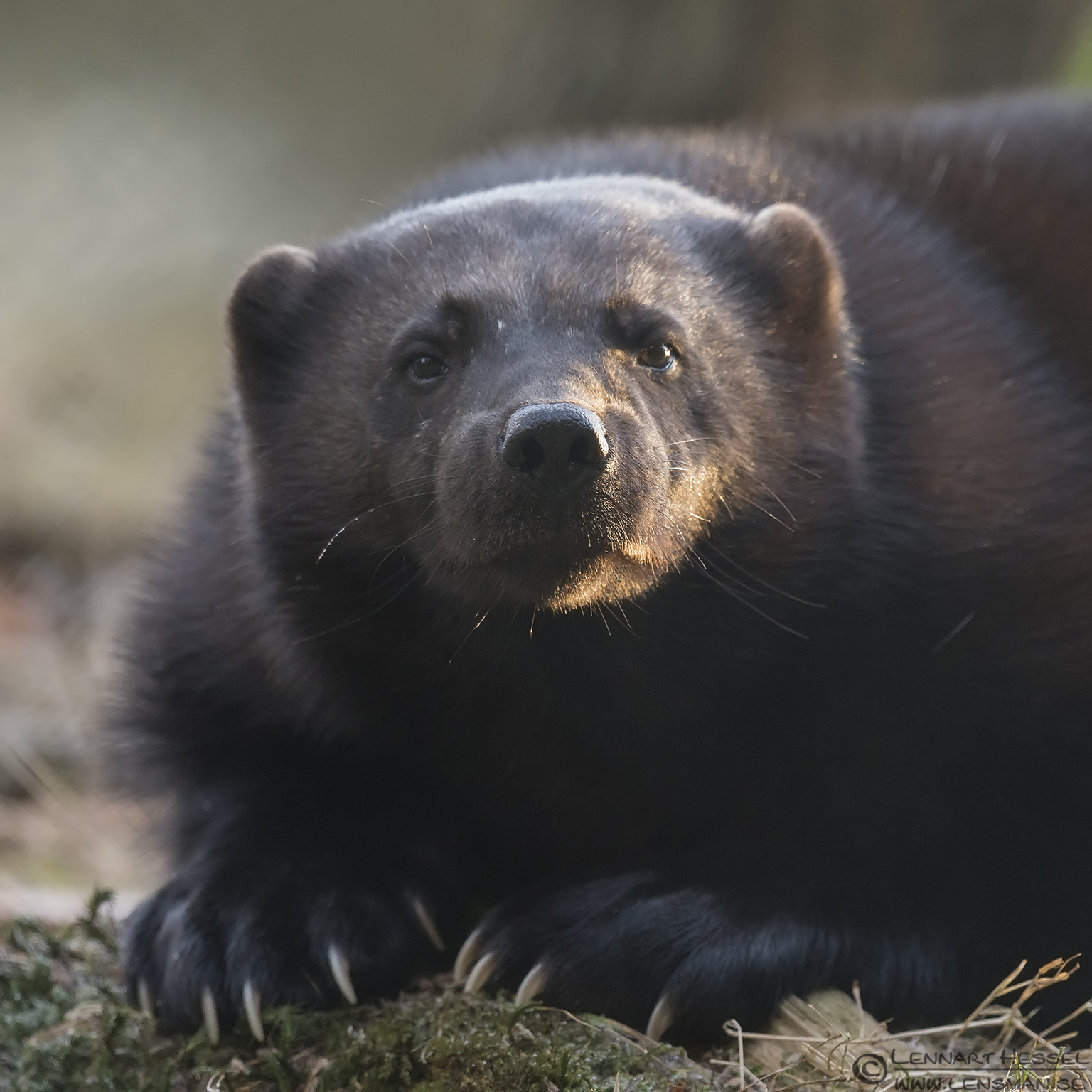 141226 Wolverine Wolverine at Nordens Ark