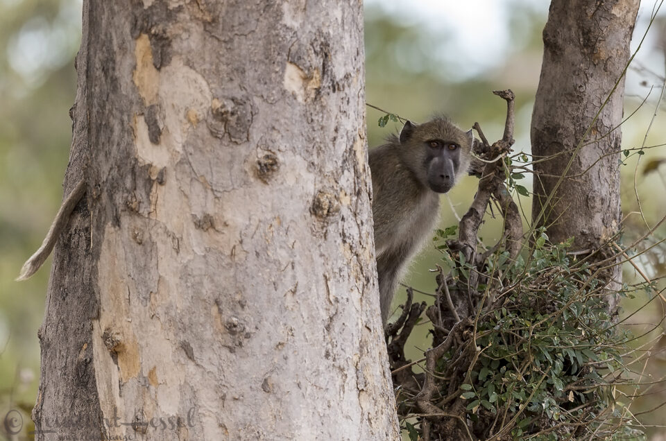 Chacma Baboon Mana Pools National Park Zimbabwe