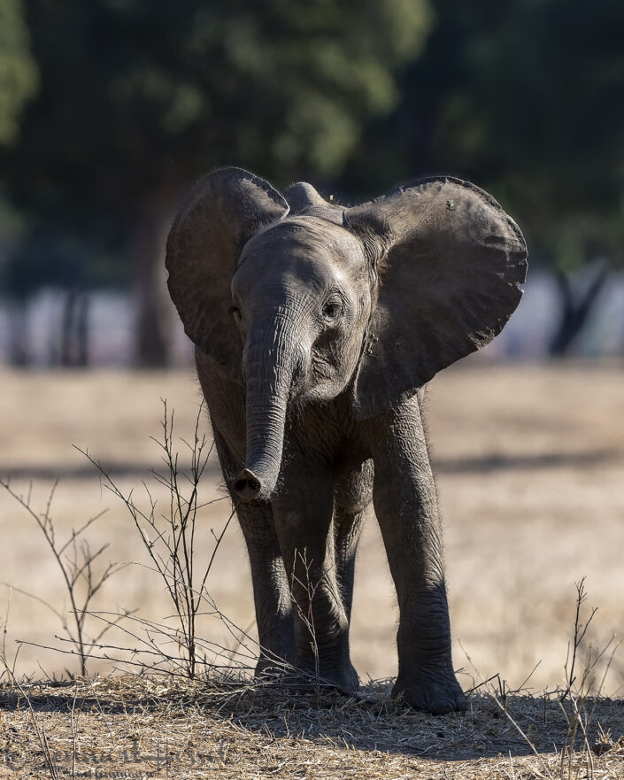 140718 Elephant baby Baby Elephant seen on safari in Mana Pools