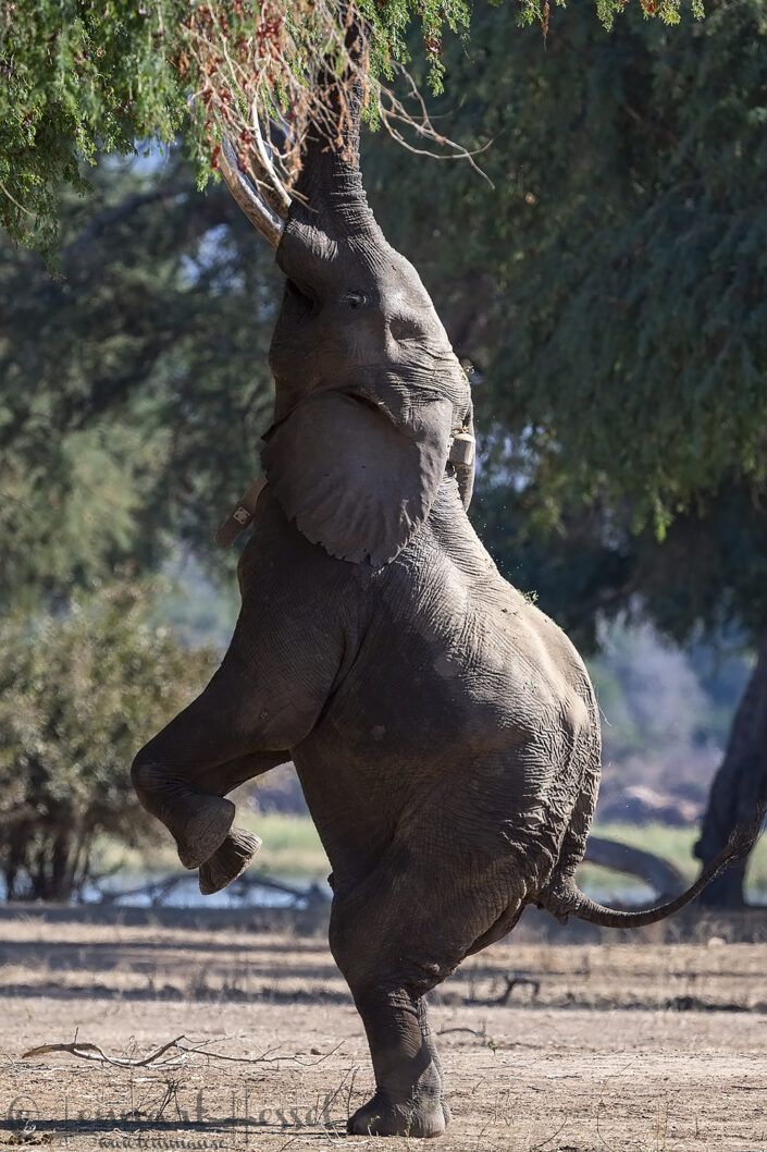 140718 Elephant on back legs Boswell seen on safari in Mana Pools