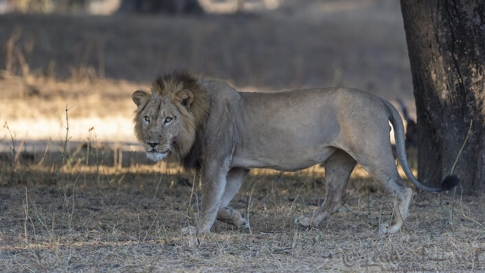 140718 Lion Male Lion seen on safari in Mana Pools