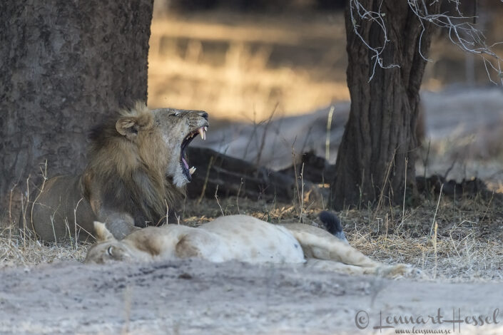 140718 Lion yawn Yawning male lion seen on safari in Mana Pools