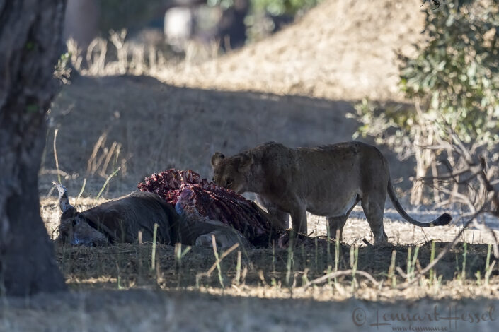 140718 Lioness eating Lioness eatin seen on safari in Mana Pools