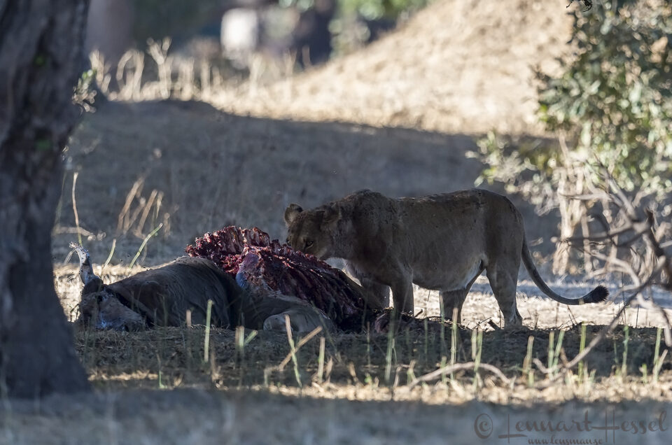 Lioness eatin seen on safari in Mana Pools