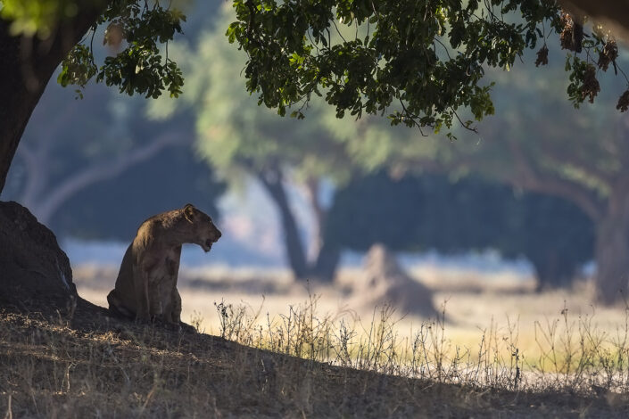 140718 Lioness side Lioness seen on safari in Mana Pools