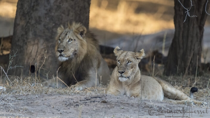 140718 Lions Lions seen on safari in Mana Pools