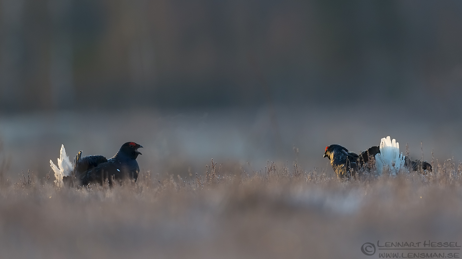 150314 Black Grouse combatants Black Grouse combatants start lek season