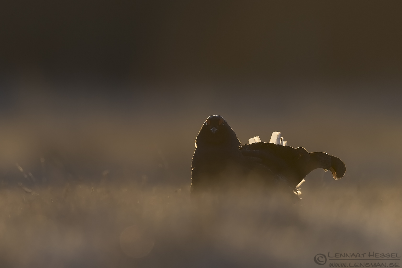 150314 Black Grouse look Black Grouse start lek season